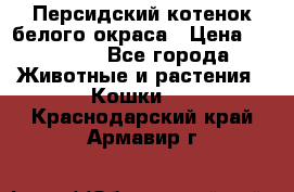 Персидский котенок белого окраса › Цена ­ 35 000 - Все города Животные и растения » Кошки   . Краснодарский край,Армавир г.